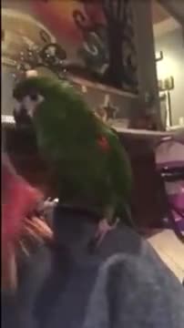 Parrot Wants To Play Peekaboo
