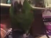 Parrot Wants To Play Peekaboo