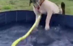 Silly Dog Goofing Around In The Pool