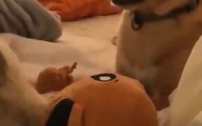 Jealous Dog Showing Teeth To Sister - Animals - VIDEOTIME.COM