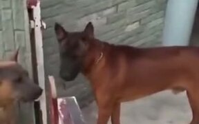 Most Barking Dogs Be Like - Animals - VIDEOTIME.COM
