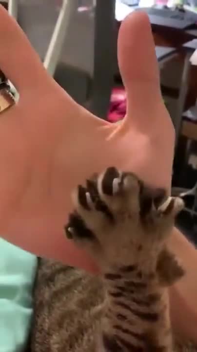Cat Mimicking The Human Hand