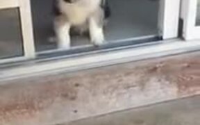 Teaching The Puppy To Go Down Stairs - Animals - VIDEOTIME.COM
