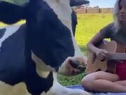 Cows Absolutely Love Listening To Music