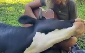 Cows Absolutely Love Listening To Music