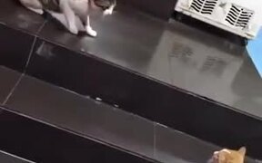 Dog Drags Away Cat From A Fight - Animals - VIDEOTIME.COM
