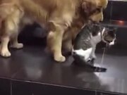 Dog Drags Away Cat From A Fight