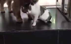 Dog Drags Away Cat From A Fight - Animals - VIDEOTIME.COM