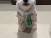 When An Office Dog Gets Ready