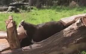 A Cow Inside A Tree Trunk - Animals - VIDEOTIME.COM