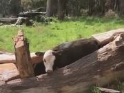 A Cow Inside A Tree Trunk