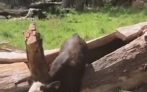 A Cow Inside A Tree Trunk - Animals - VIDEOTIME.COM