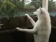 A Rain Loving White Dog