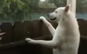 A Rain Loving White Dog - Animals - VIDEOTIME.COM