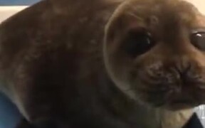 Is That A Real Sea Lion? - Animals - VIDEOTIME.COM