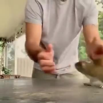 Guy Dance Training A Squirrel