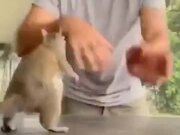 Guy Dance Training A Squirrel