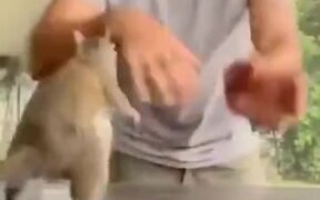 Guy Dance Training A Squirrel - Animals - VIDEOTIME.COM