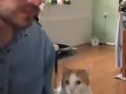 Cat In Love With A Handsome Singing Artist