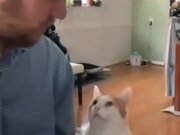 Cat In Love With A Handsome Singing Artist