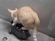 A Cat Traveling On A Tortoise