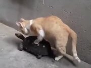 A Cat Traveling On A Tortoise