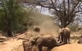 Baby Elephant Learning To Cross River Bank