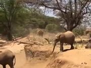 Baby Elephant Learning To Cross River Bank
