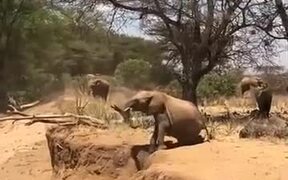 Baby Elephant Learning To Cross River Bank - Animals - VIDEOTIME.COM
