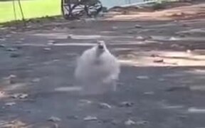 Fat Duck Running Towards A Car - Animals - VIDEOTIME.COM