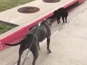 Greyhound Unable To Beat A Cat