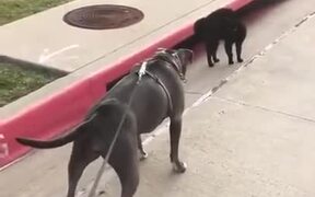 Greyhound Unable To Beat A Cat - Animals - VIDEOTIME.COM