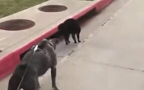 Greyhound Unable To Beat A Cat - Animals - VIDEOTIME.COM