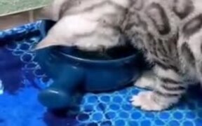 Cat Yelling At Water - Animals - VIDEOTIME.COM