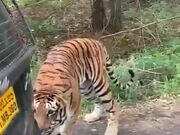 Tiger Pulling A Vehicle With Tourists