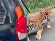 Tiger Pulling A Vehicle With Tourists