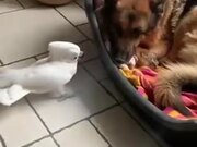 Cockatoo Barking On The Dog