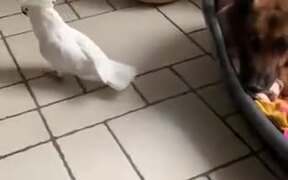 Cockatoo Barking On The Dog - Animals - VIDEOTIME.COM