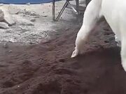 Dog Loves Construction Sight Fresh Soil