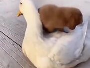 Puppy Loves Duck