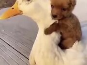Puppy Loves Duck