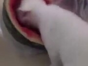 A Watermelon Loving Cat