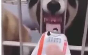 Dogs Are The Best Lickers - Animals - VIDEOTIME.COM