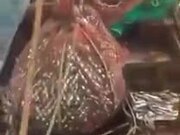 Sealion Caught In A Fishing Net
