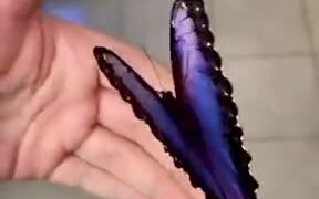 A Gorgeous Blue Butterfly - Animals - VIDEOTIME.COM