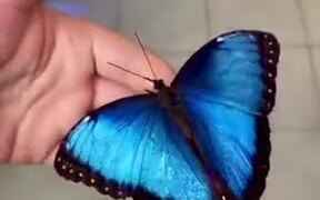 A Gorgeous Blue Butterfly - Animals - VIDEOTIME.COM