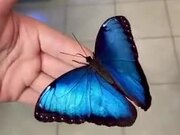 A Gorgeous Blue Butterfly