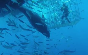 Great White Shark Swims Into Cage - Animals - VIDEOTIME.COM