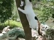 Cat Mom Rescuing Kitten From A Tree