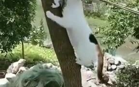 Cat Mom Rescuing Kitten From A Tree - Animals - VIDEOTIME.COM